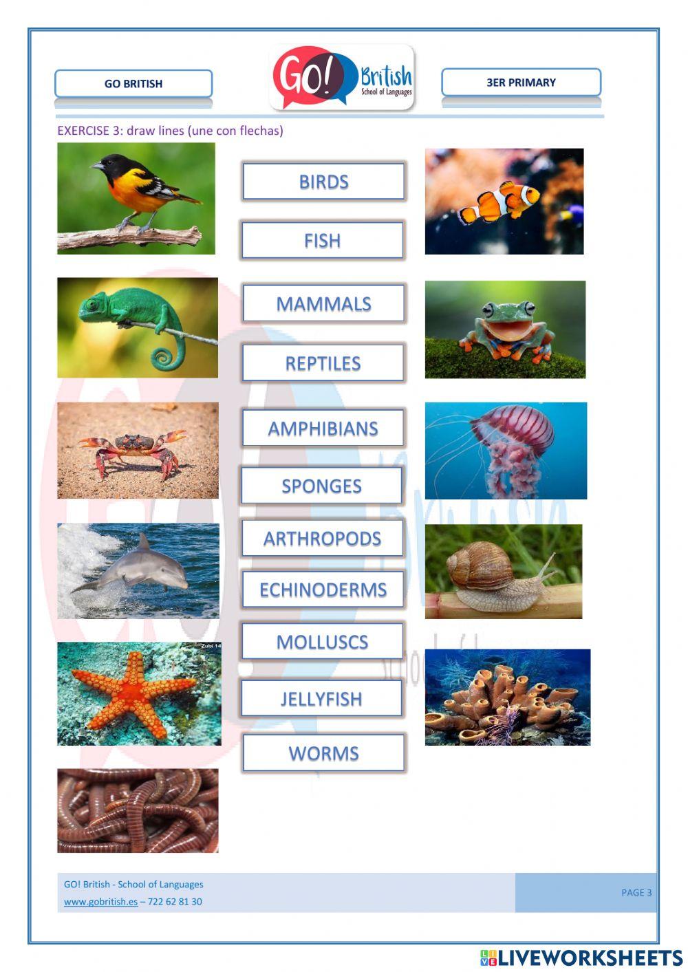 Vertebrates e invertebrates. Mammals- birds