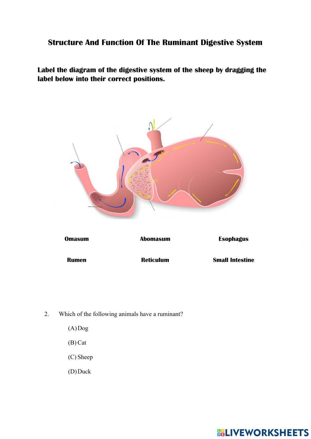 Structure And Function Of The Ruminant Digestive System