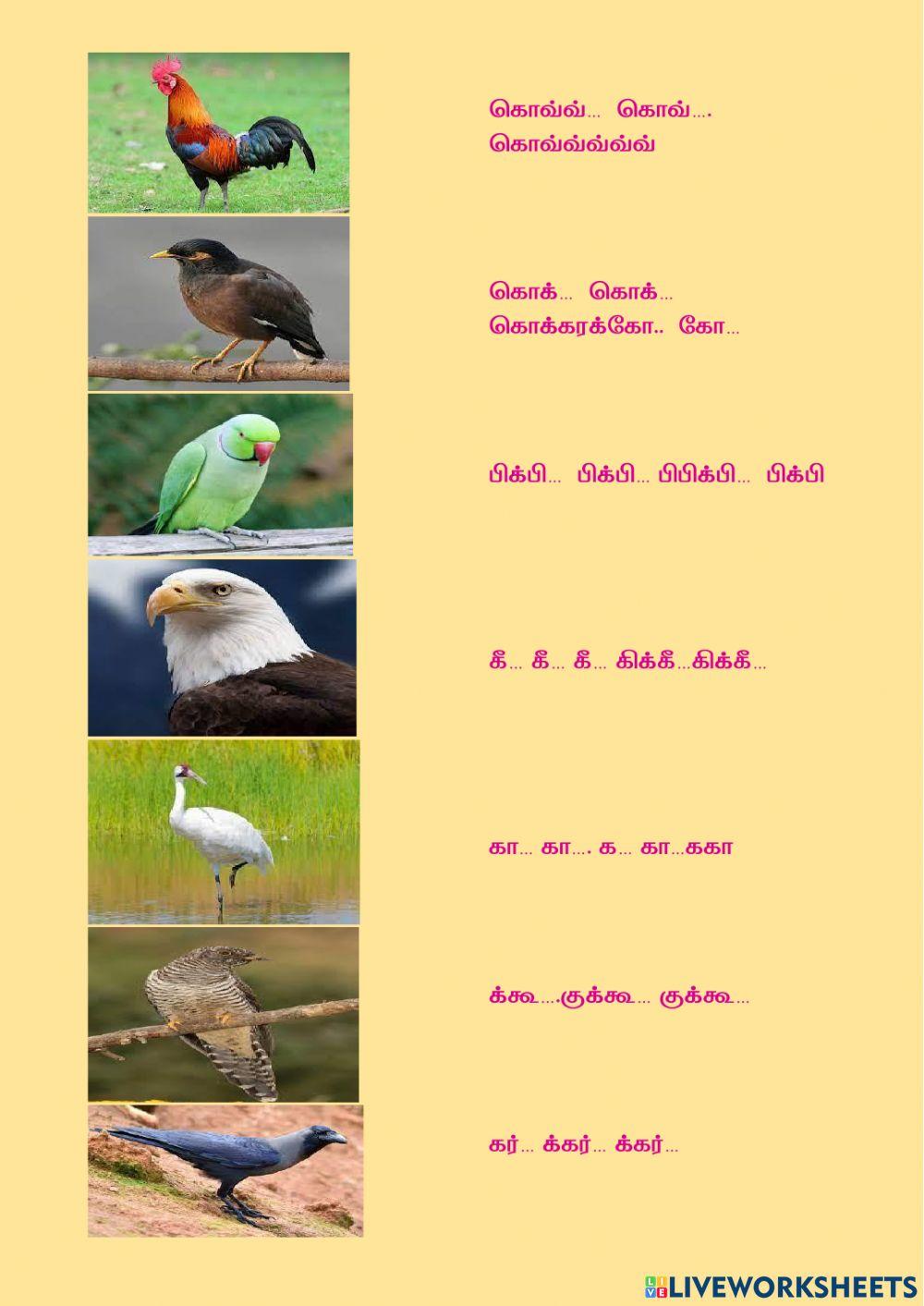 Birds and their sounds in Tamil