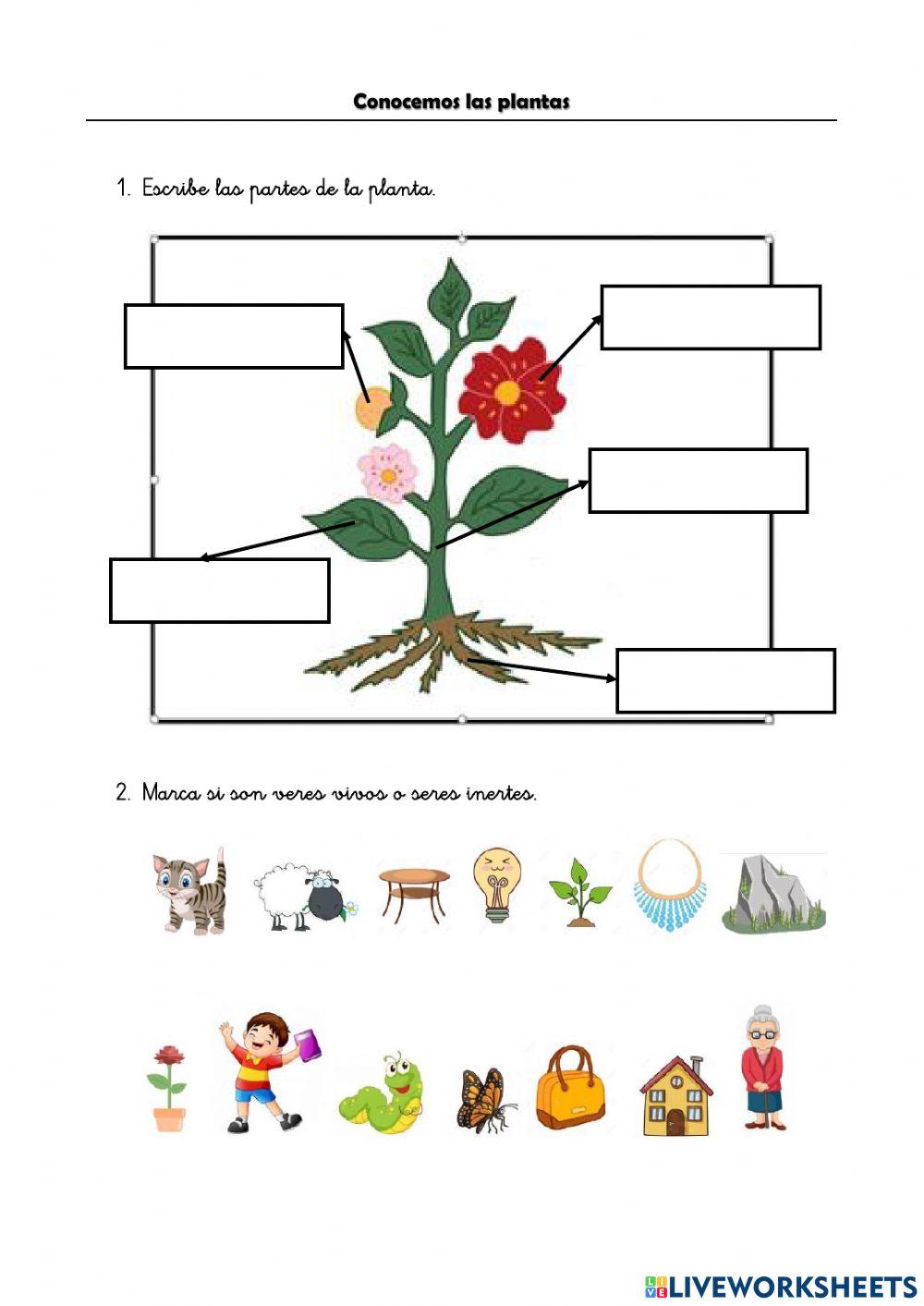 Conocemos las plantas