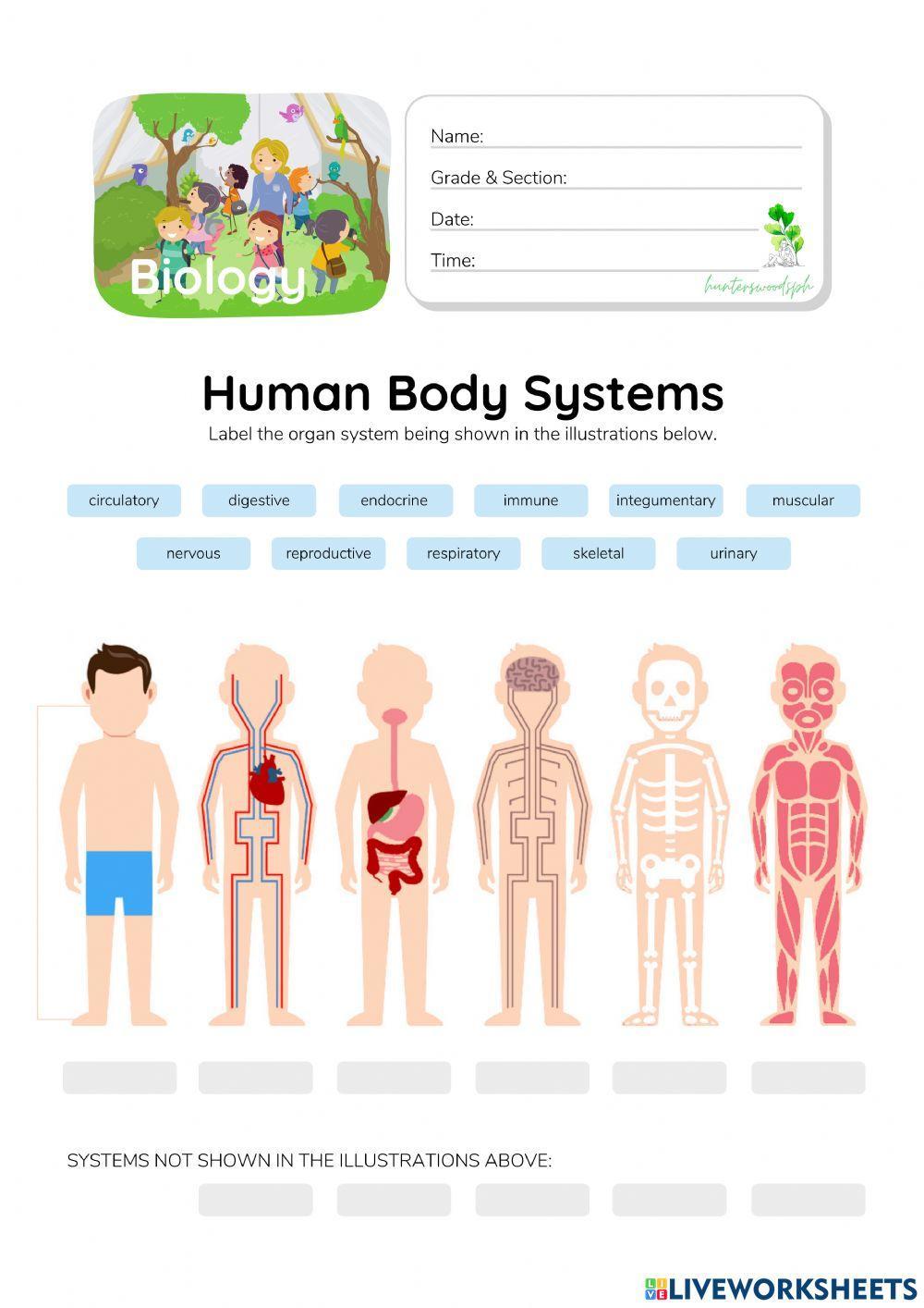 Human Body Systems - HuntersWoodsPH.com Worksheet