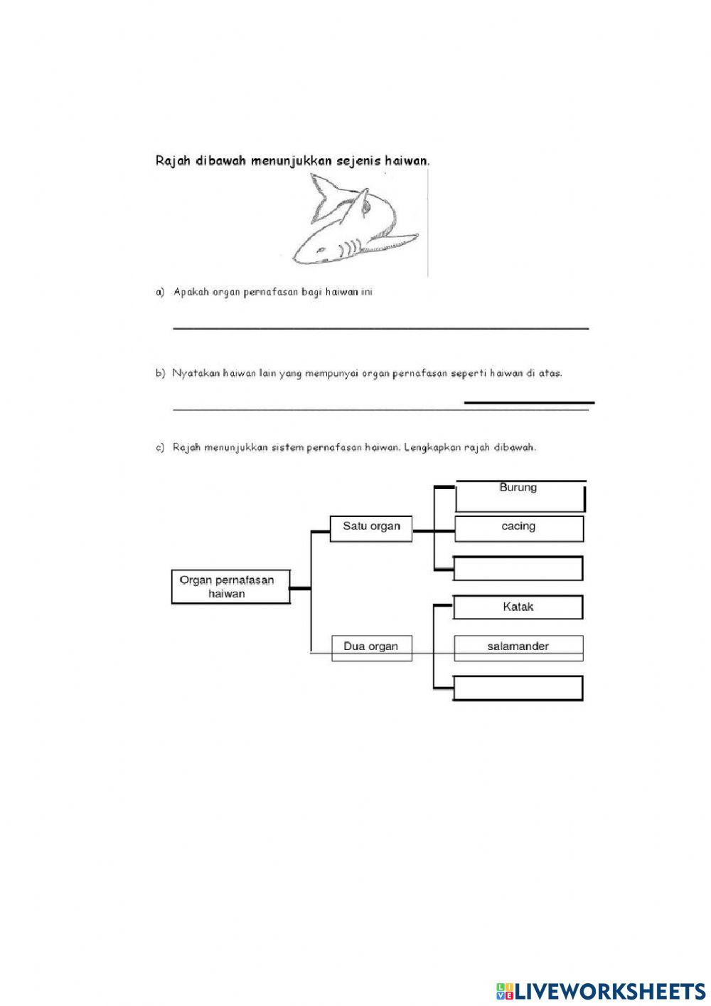 Organ pernafasan haiwan