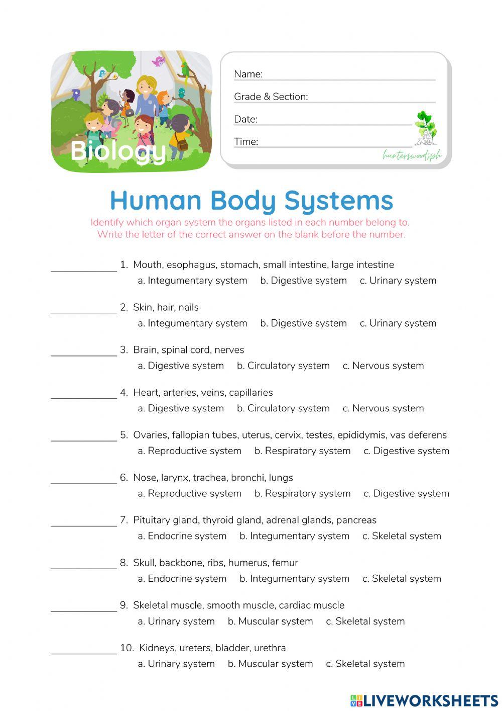 Human Body Systems - HuntersWoodsPH.com Worksheet