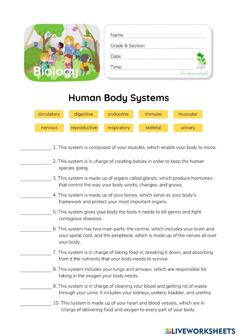 Human Body Systems - HuntersWoodsPH.com Worksheet