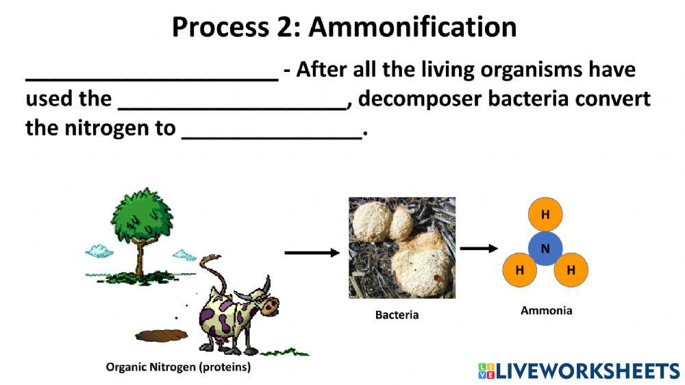 Nitrogen cycle