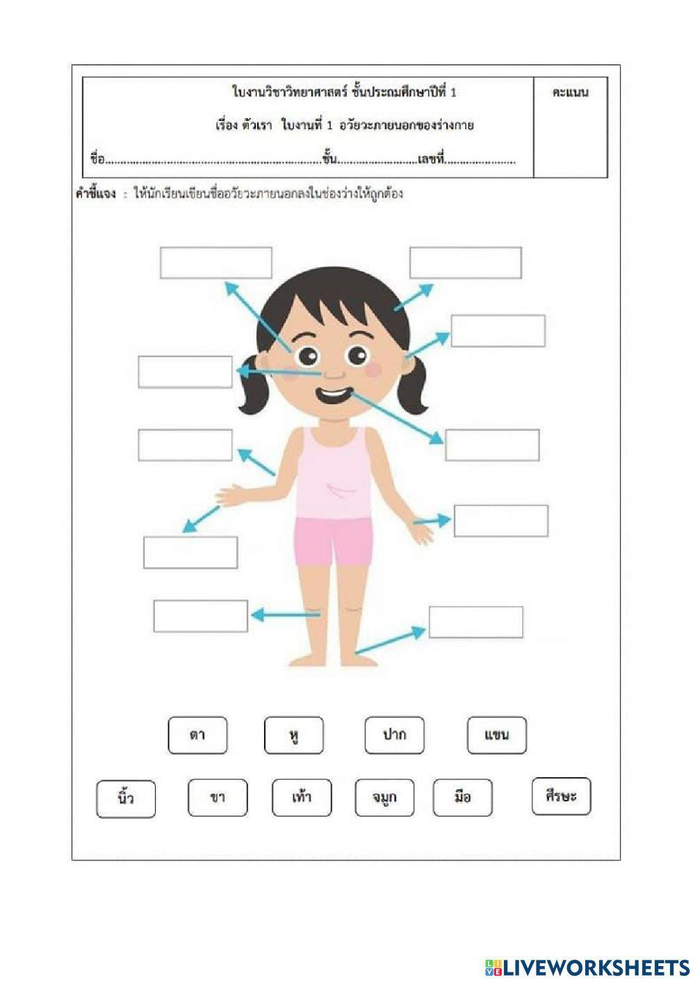 อวัยวะภายนอกร่างกาย