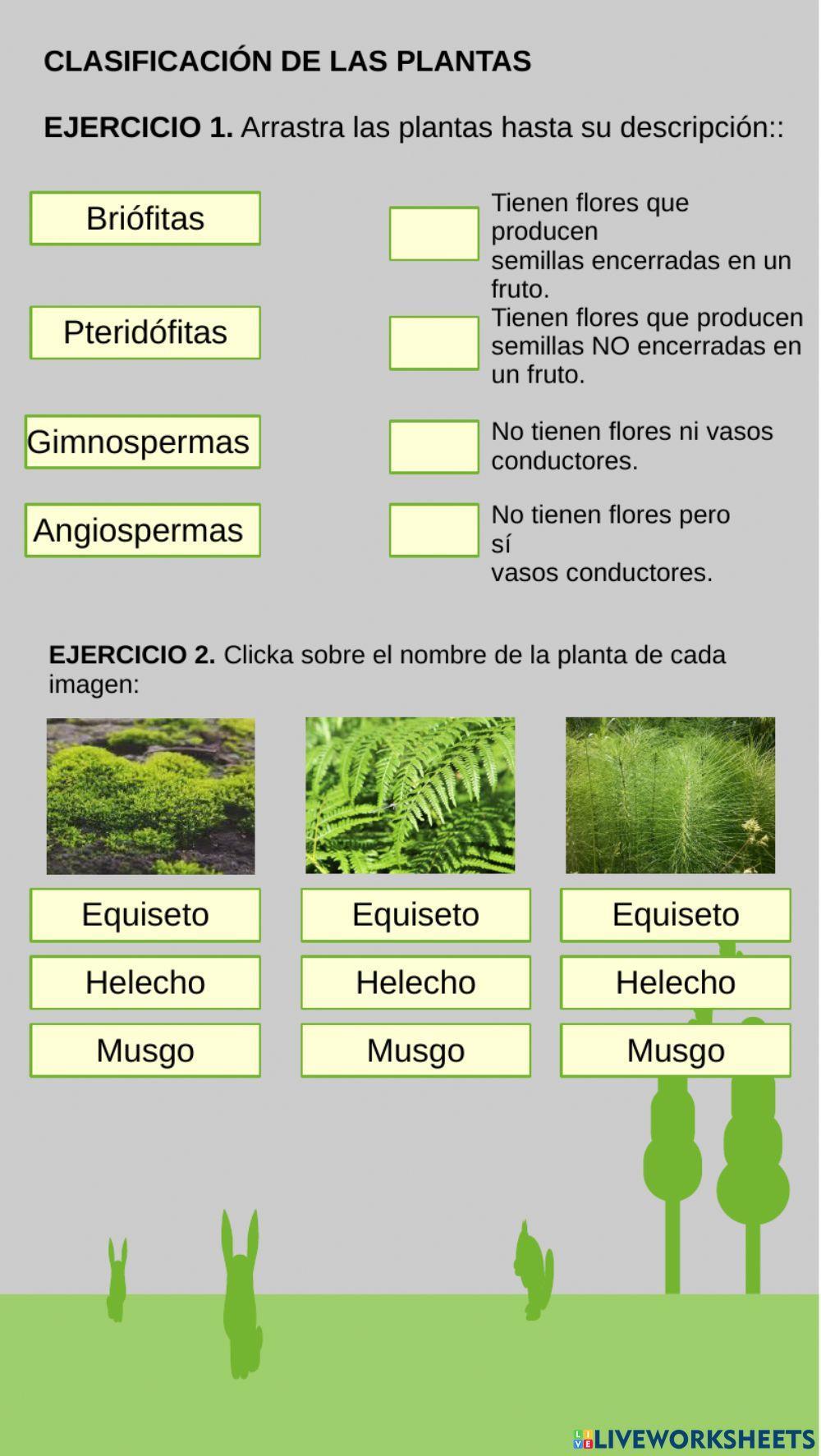 Clasificación de las plantas