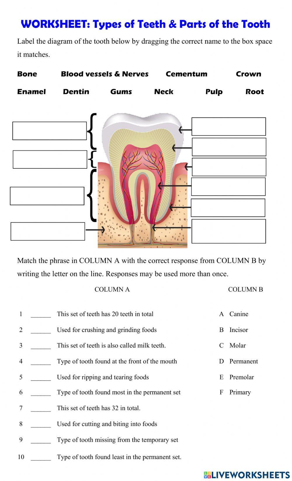 Types of Teeth & Parts of the Tooth worksheet | Live Worksheets Types of Teeth & Parts of the Tooth worksheet | Live Worksheets