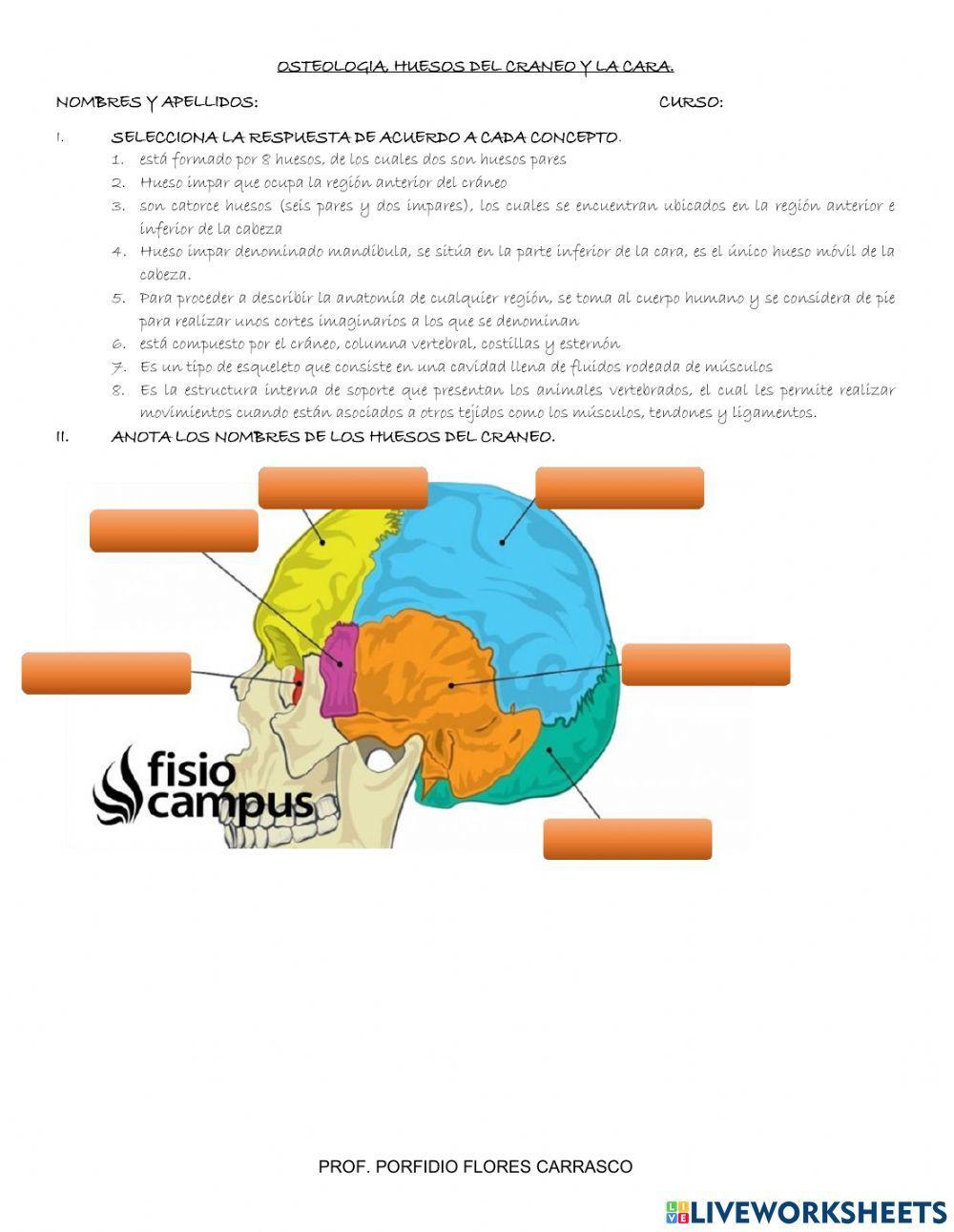 Osteologia y huesos del craneo y cara