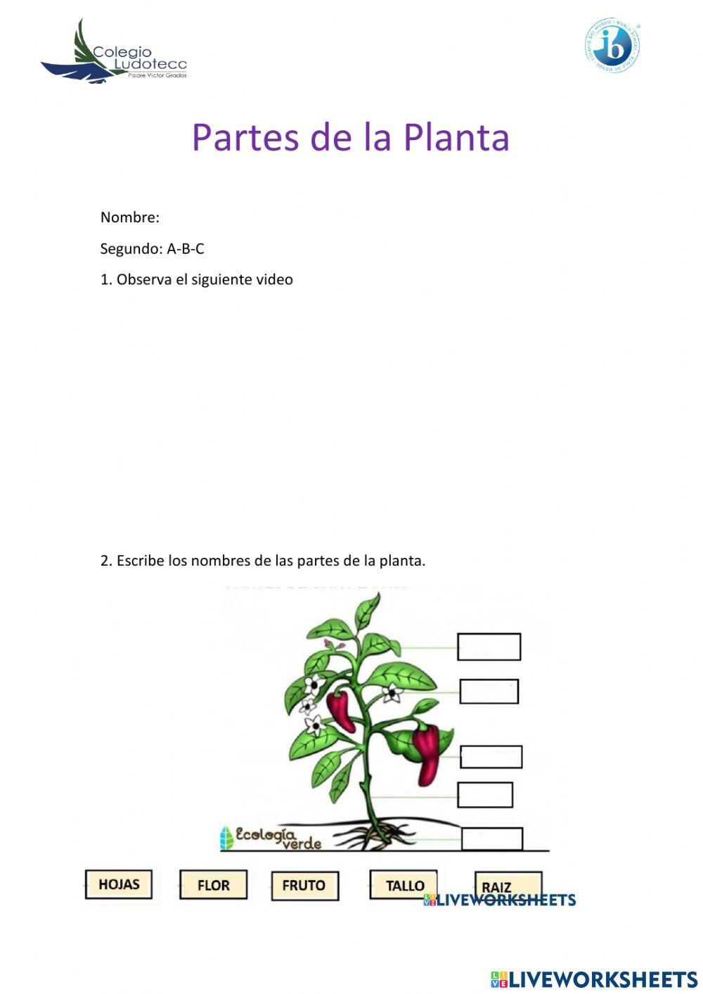 Partes de la planta