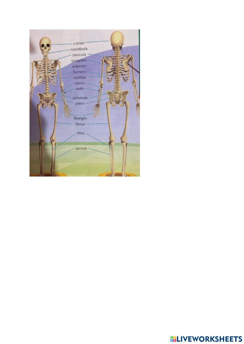 Huesos primaria