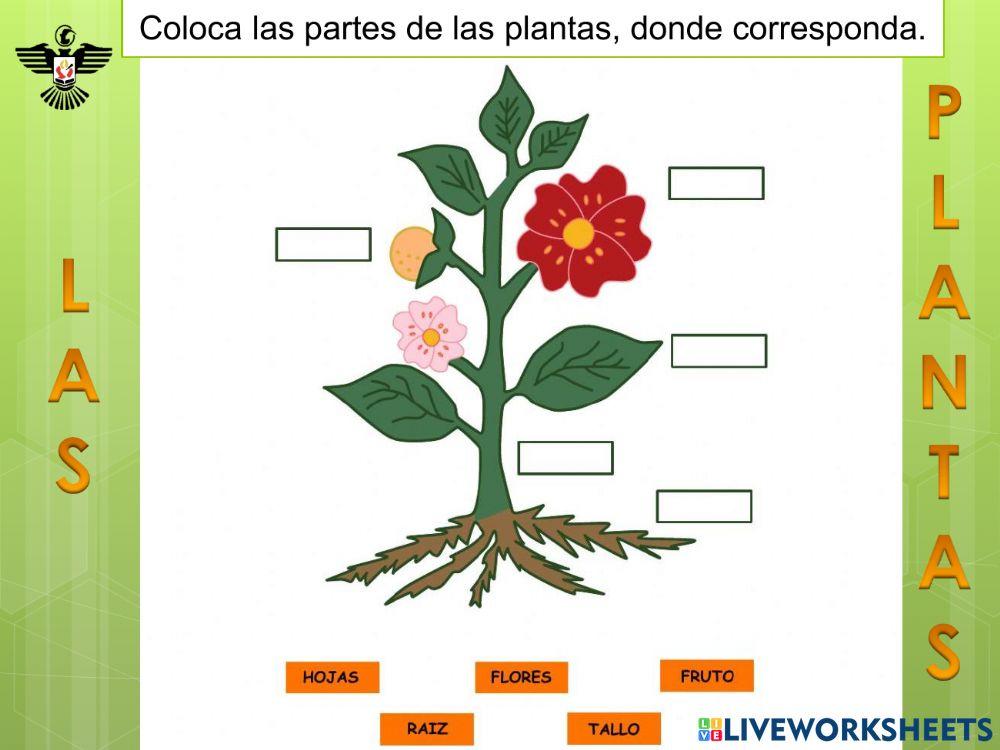 Partes de las Plantas.