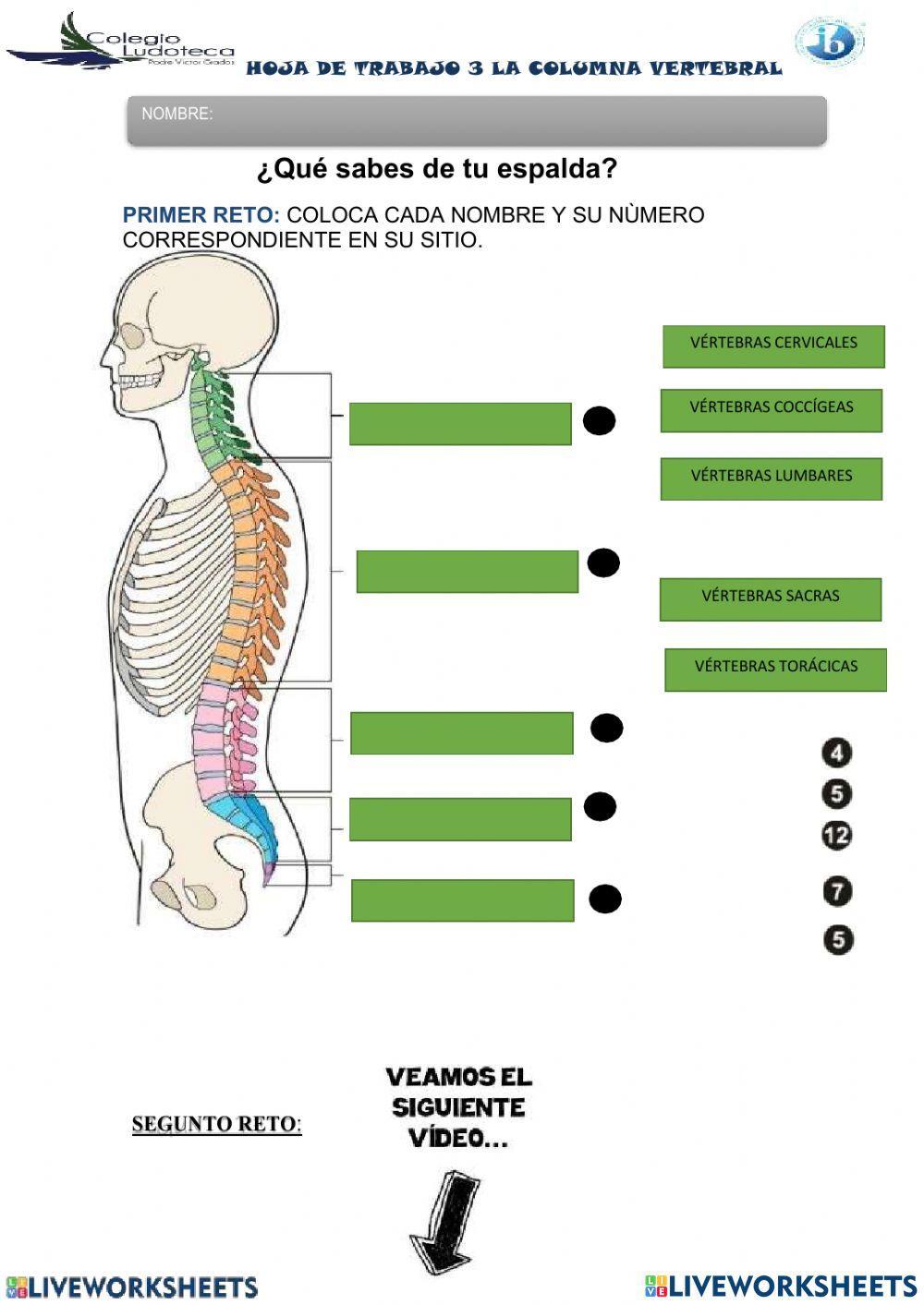 La columna vertebral