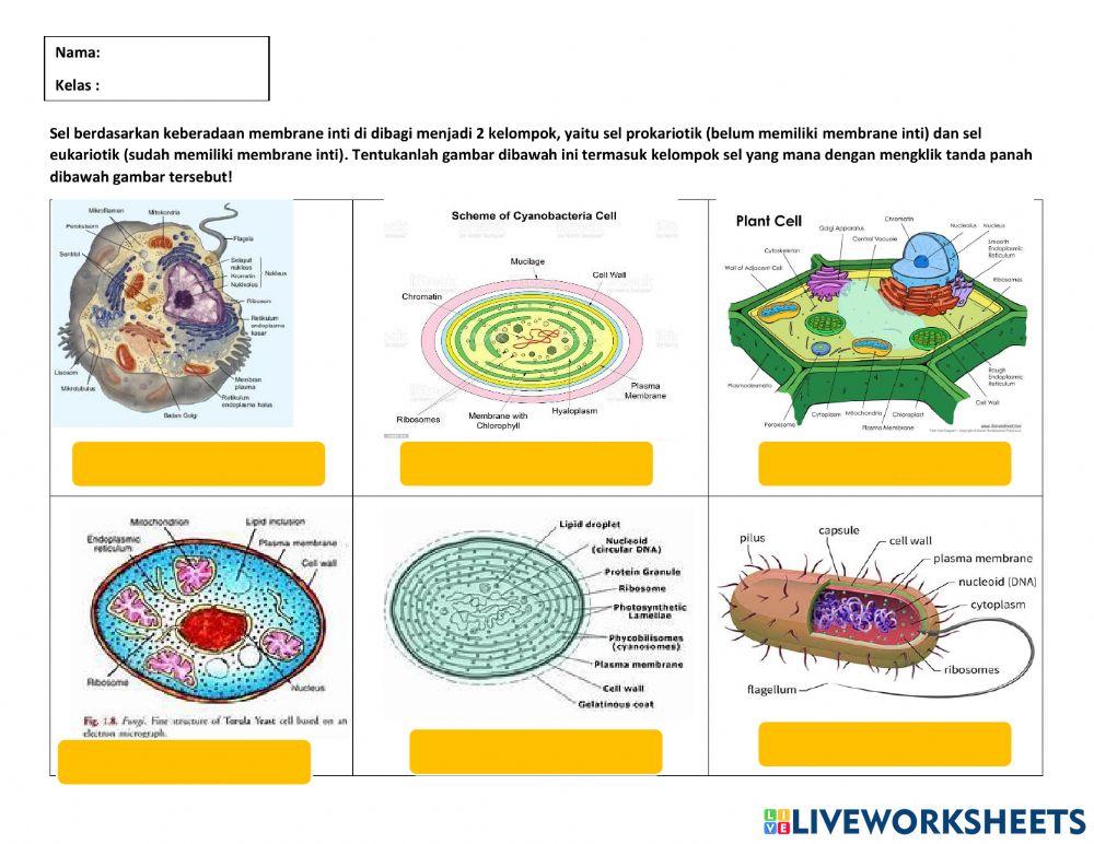 Prokariotik dan eukariotik