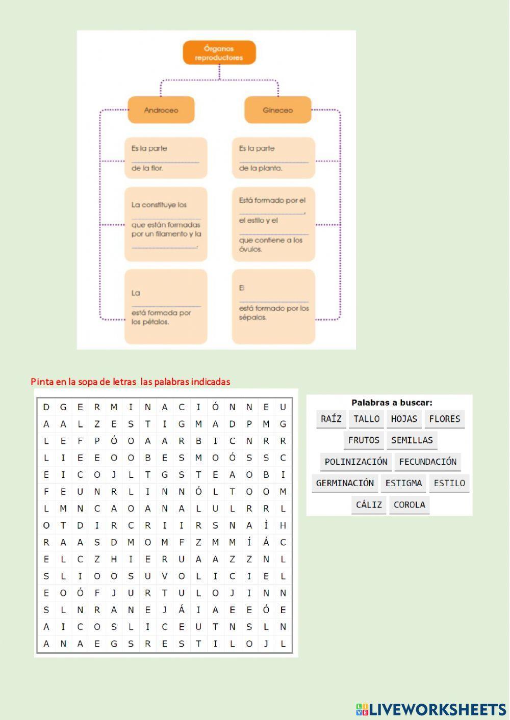 Plantas fanerógamas