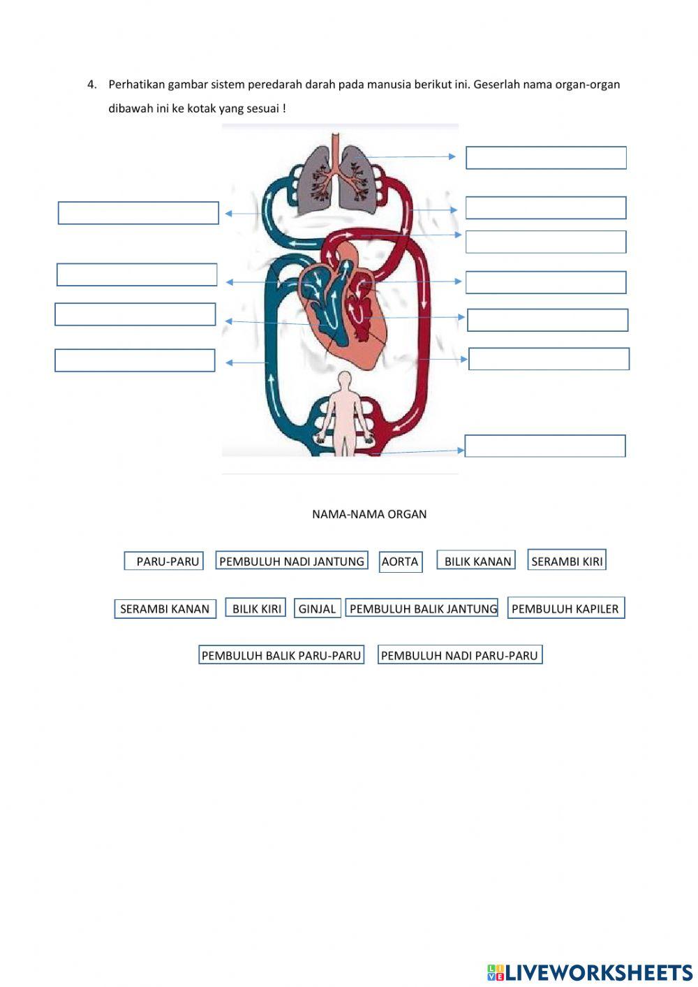 Sistem Peredaran Darah