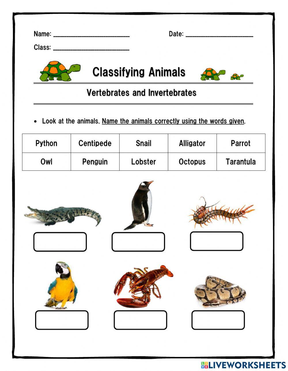 Vertebrates and Invertebrates