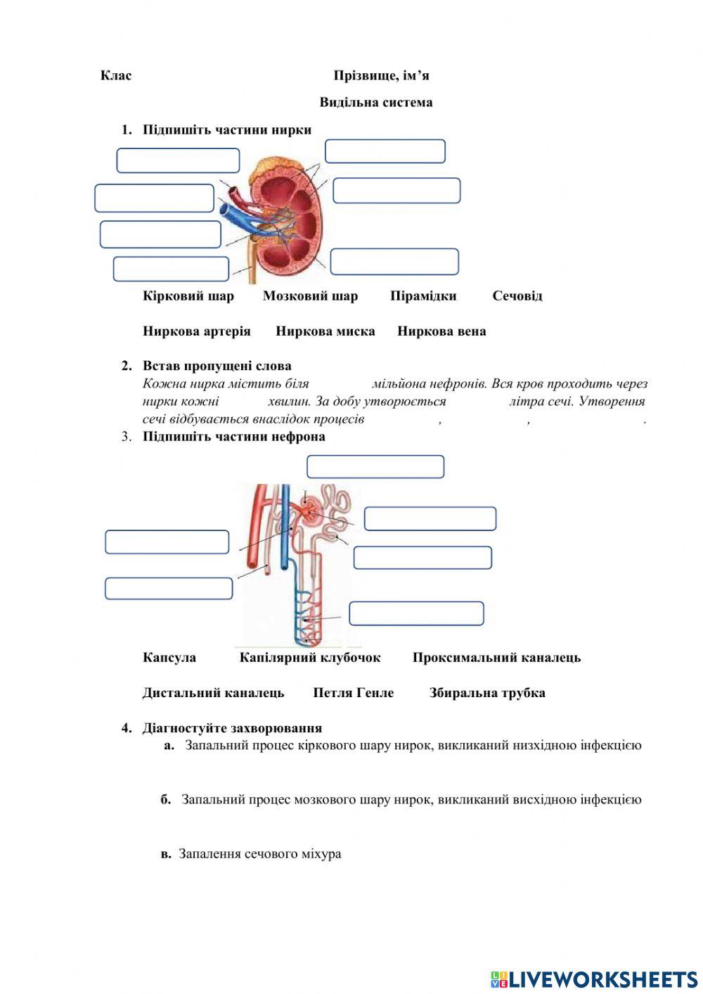 Сечовидільна система