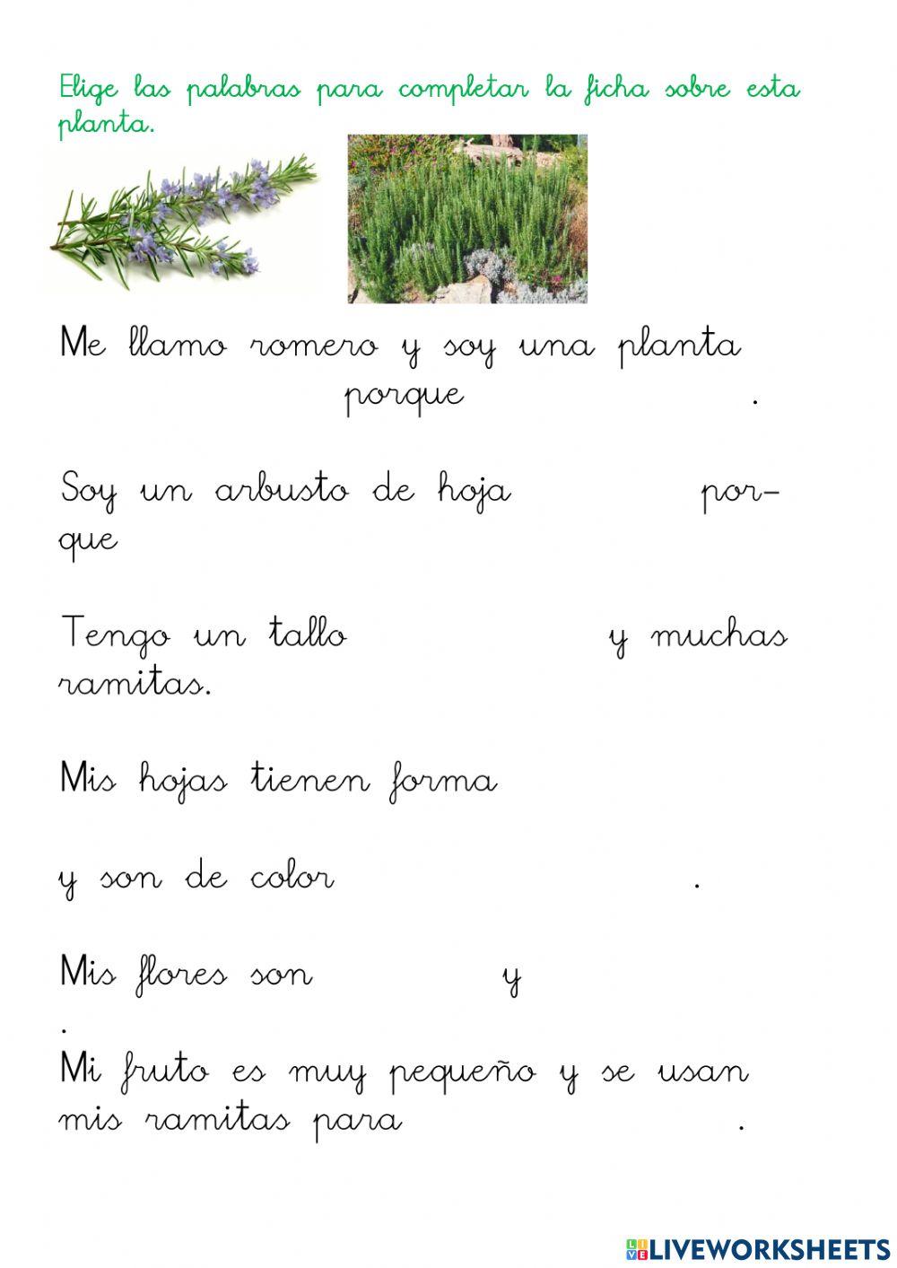 Ficha de una planta. El romero