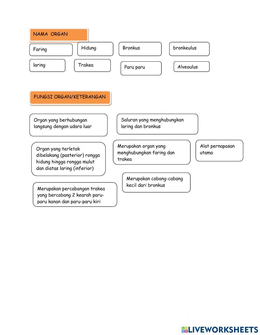 LKPD 1 Sistem Pernapasan kls 8 SMPN 27 PSW
