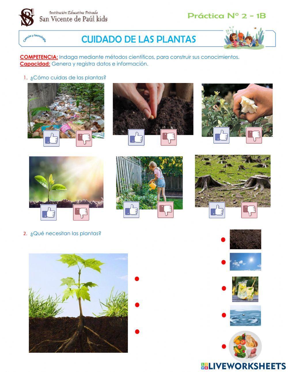 Cuidado de las plantas