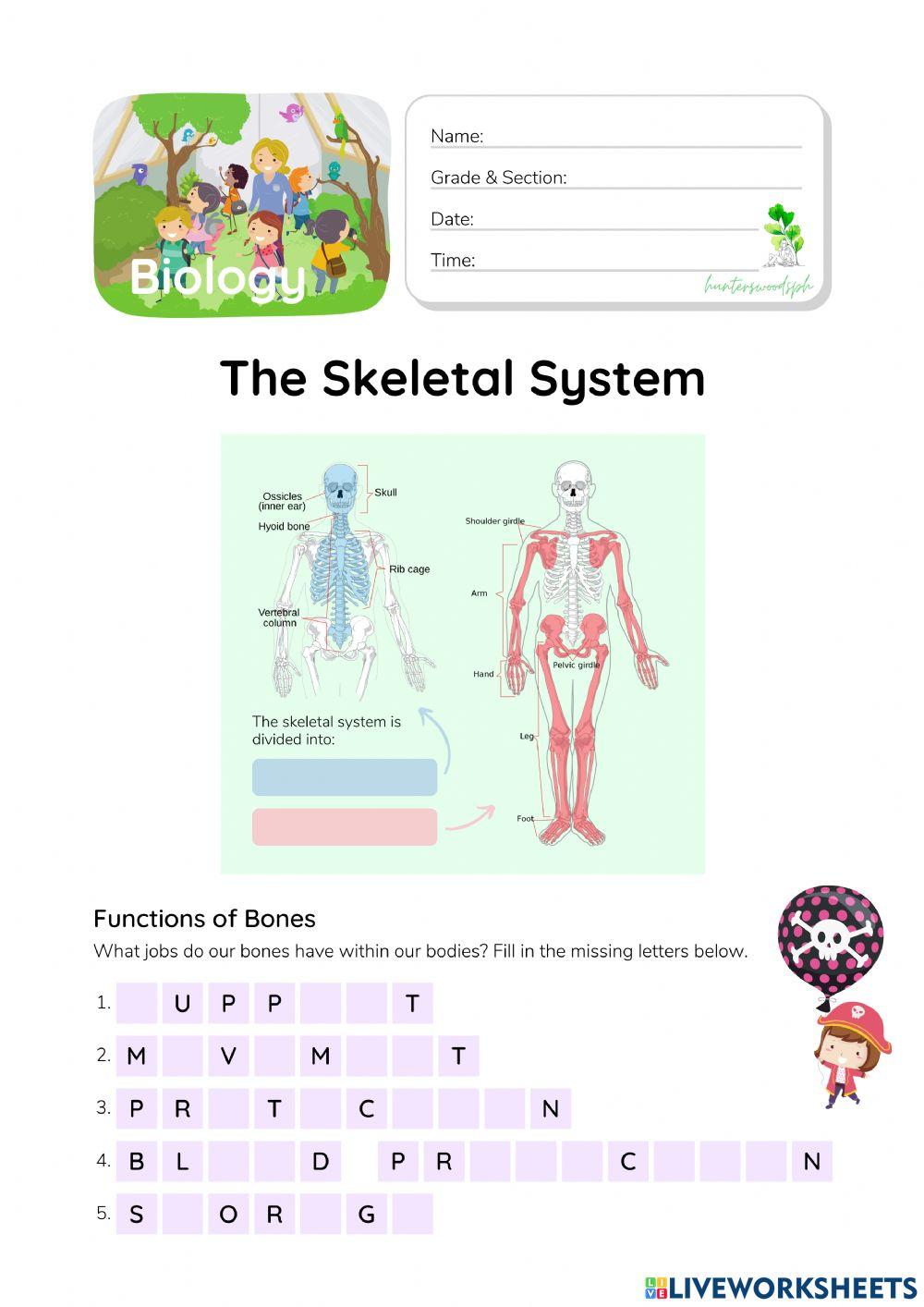 Skeletal System - HunterWoodsPH.com Worksheet