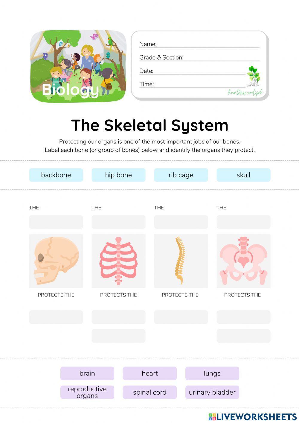 Skeletal System - HunterWoodsPH.com Worksheet
