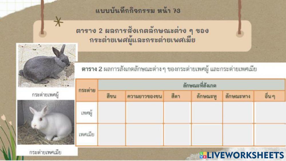 พันธุกรรมกระต่าย
