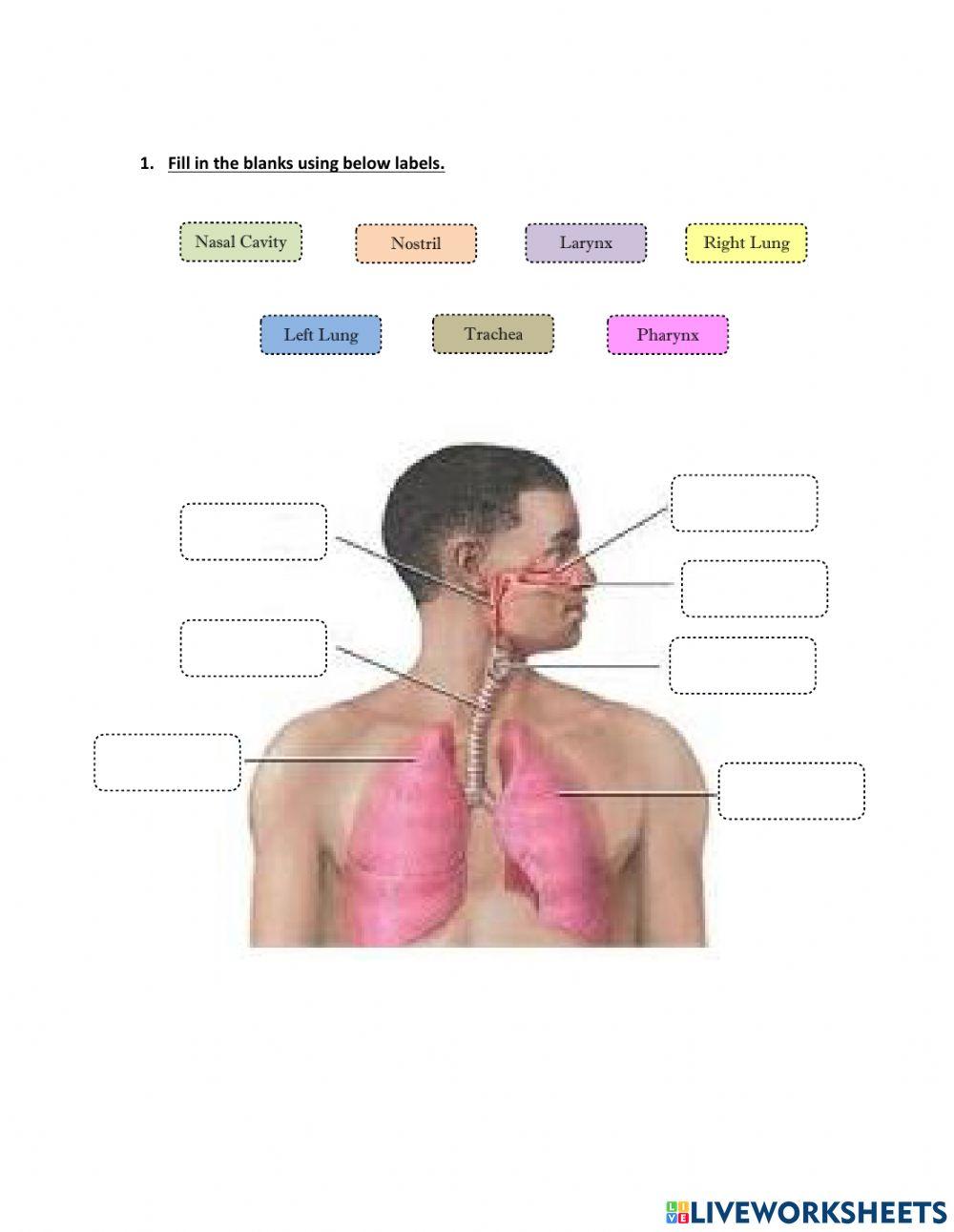 Human Respiratory System