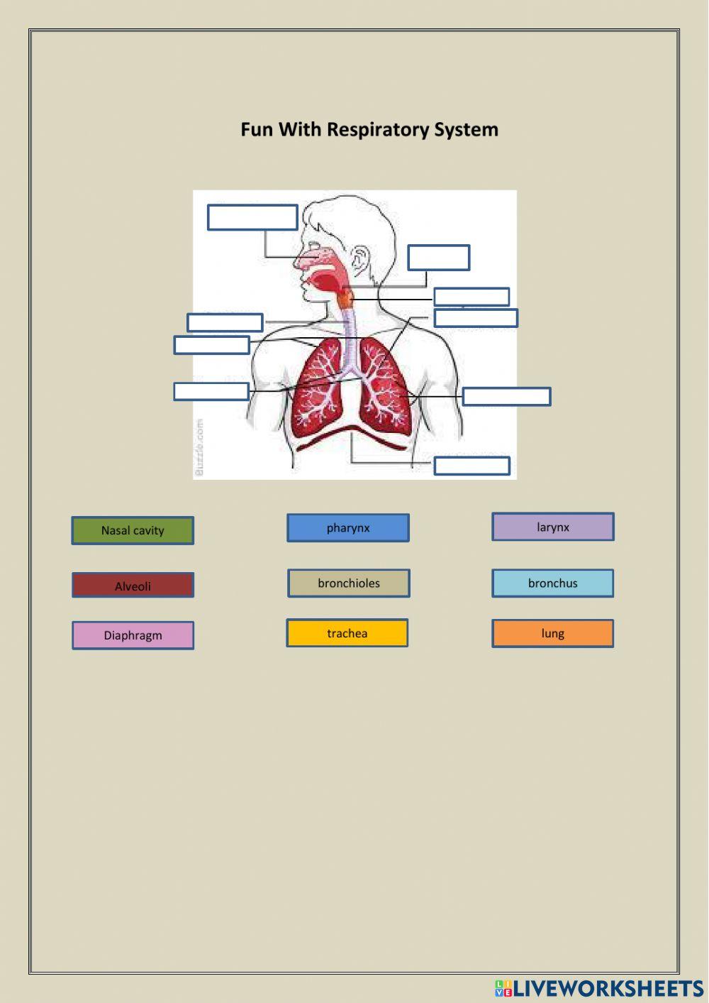 Fun with respiratory system