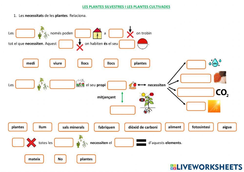 Plantes silvestres i cultivades. Necessitats de les plantes.
