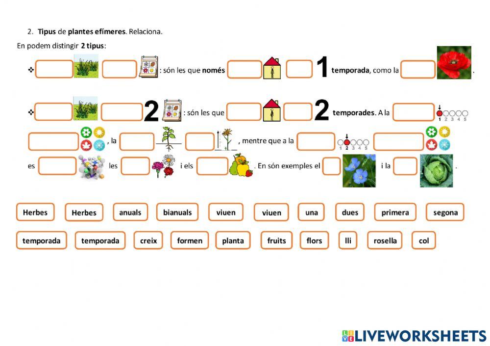 LES PLANTES SILVESTRES I LES PLANTES CULTIVADES. Les plantes efímeres.
