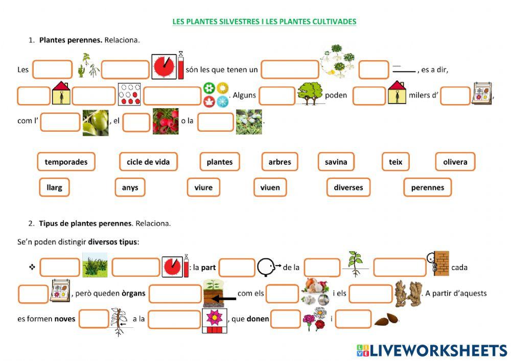 LES PLANTES SILVESTRES I LES PLANTES CULTIVADES . Les plantes perennes.