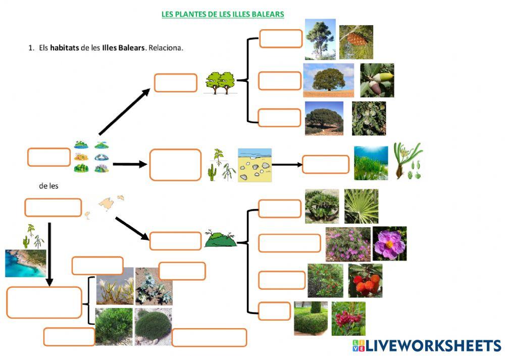 LES PLANTES DE LES ILLES BALEARS. Els hàbitats de les Illes Balears