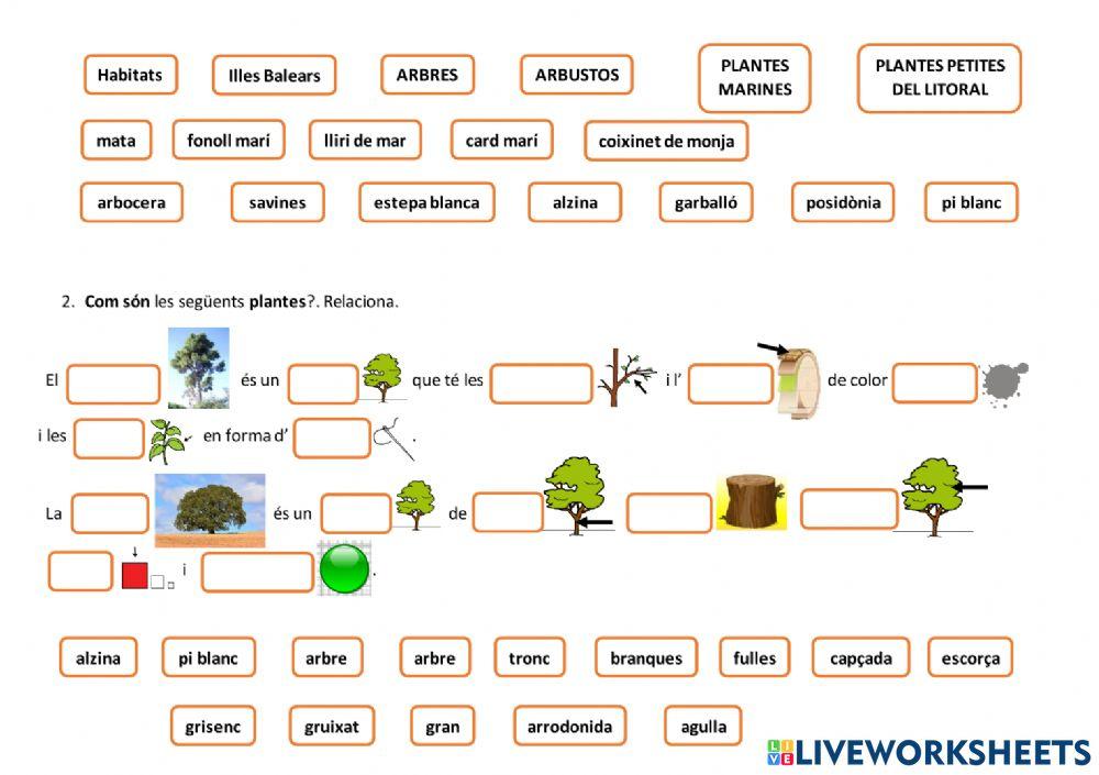 LES PLANTES DE LES ILLES BALEARS. Els hàbitats de les Illes Balears