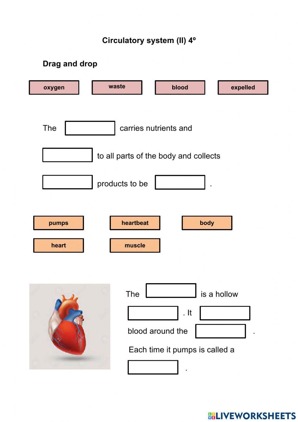 Circulatory system II 4º Circulatory system II 4º