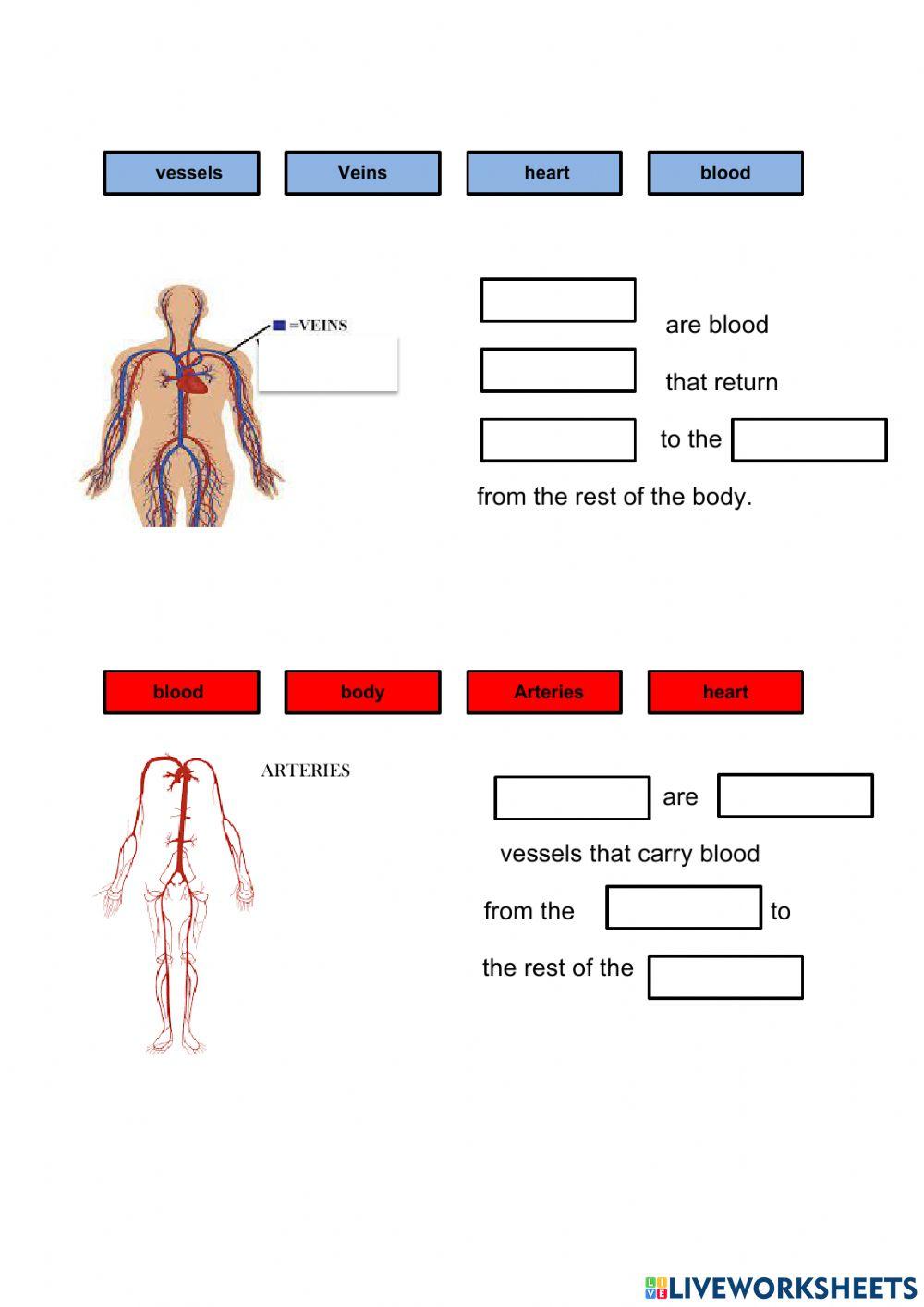 Circulatory system II 4º