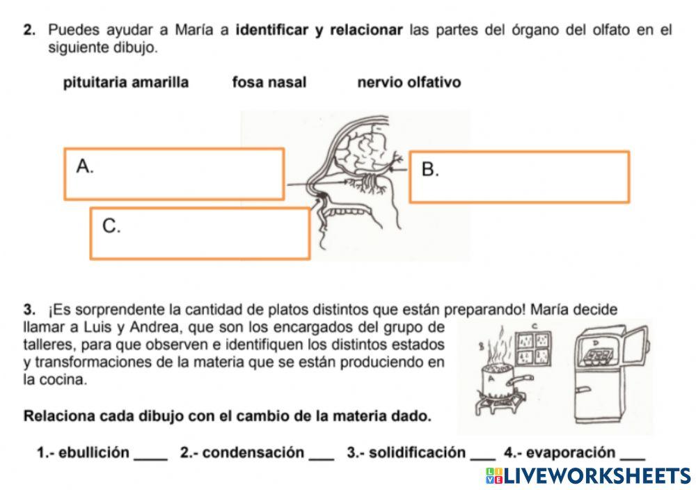 Prueba CAM 6º: Competencias básicas ciencias y tecnología 2 y 3
