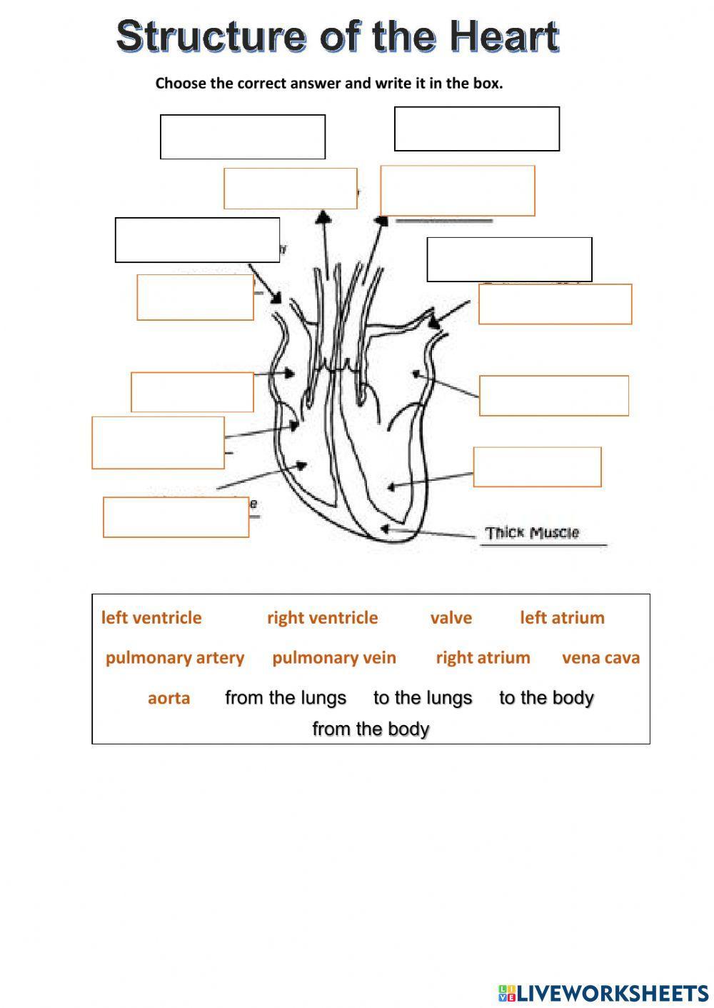 Structure of the heart exercise Live Worksheets