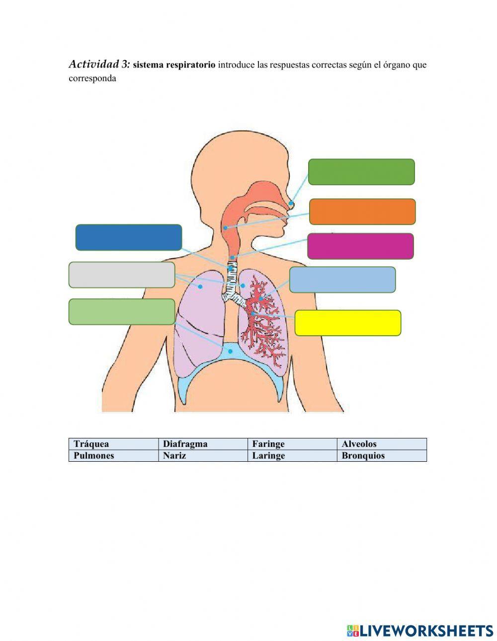 Sistema respiratorio y excretor