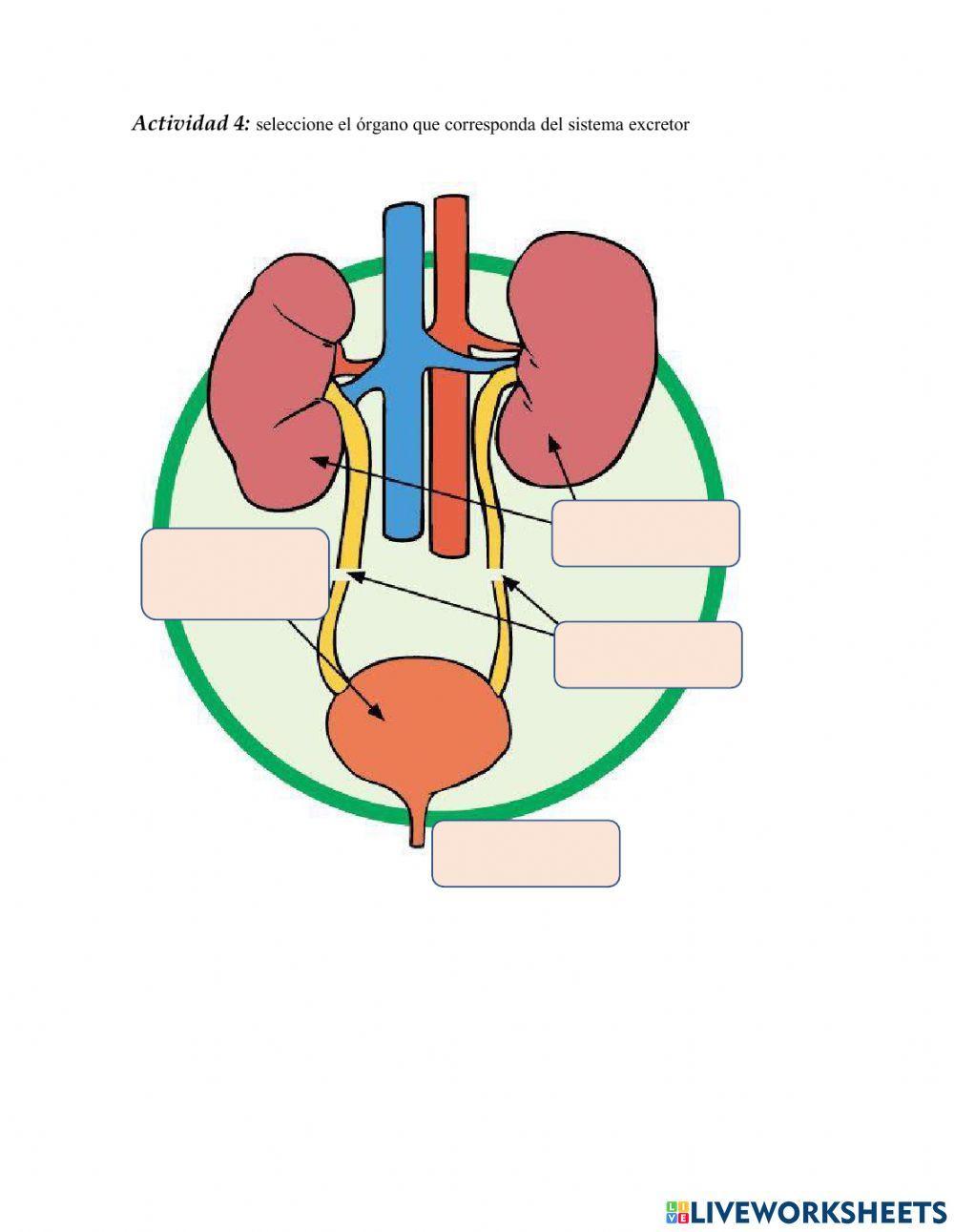 Sistema respiratorio y excretor
