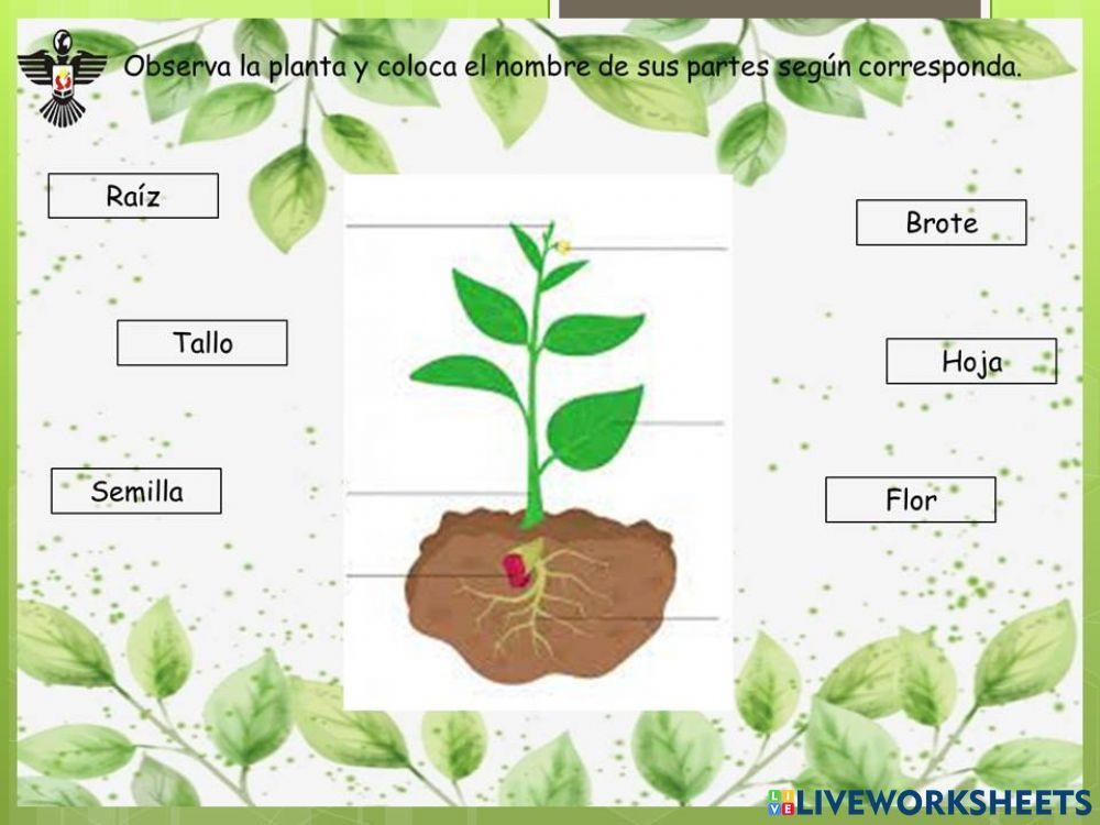 Partes de la planta