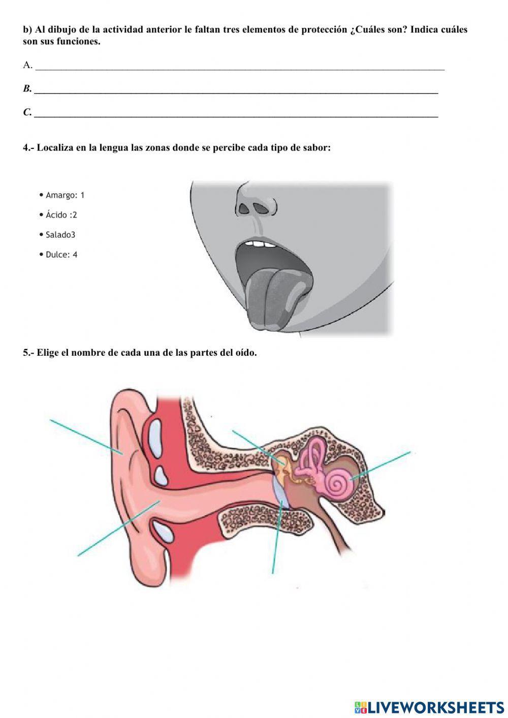 Repaso tema 4 Naturales - 3º Primaria