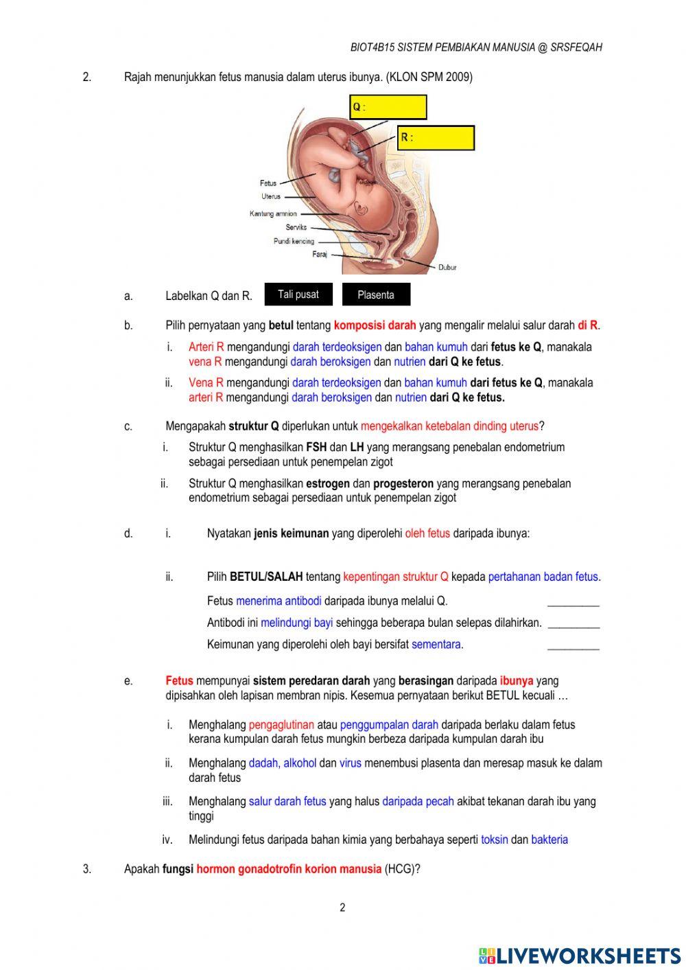 15.4 Perkembangan Fetus Manusia