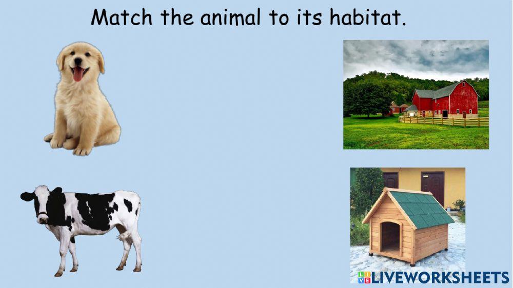 Animal Habitats
