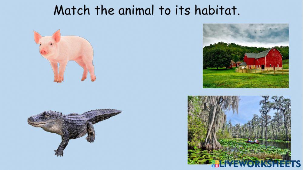 Animal Habitats