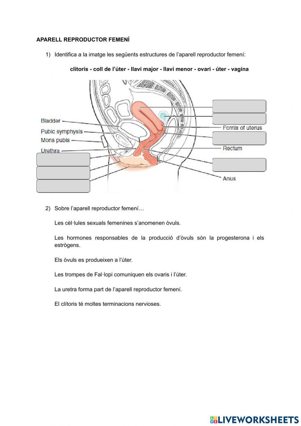 Aparell reproductor femení i cicle menstrual
