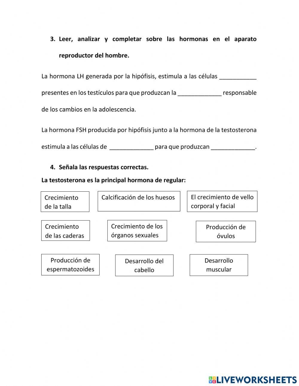Hormonas en el cuerpo
