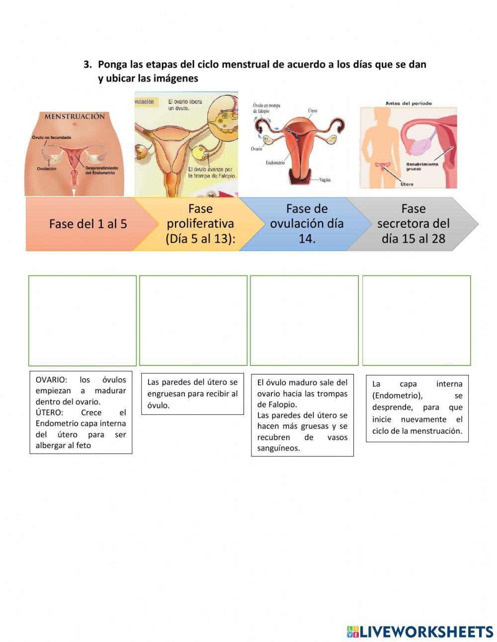 Hormonas en el cuerpo de la mujer