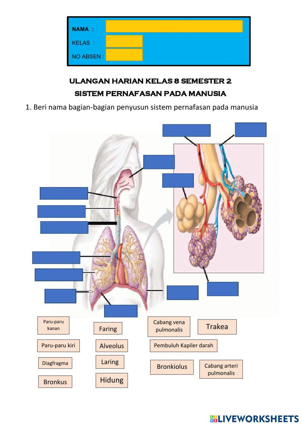 UH Sistem Pernafasan